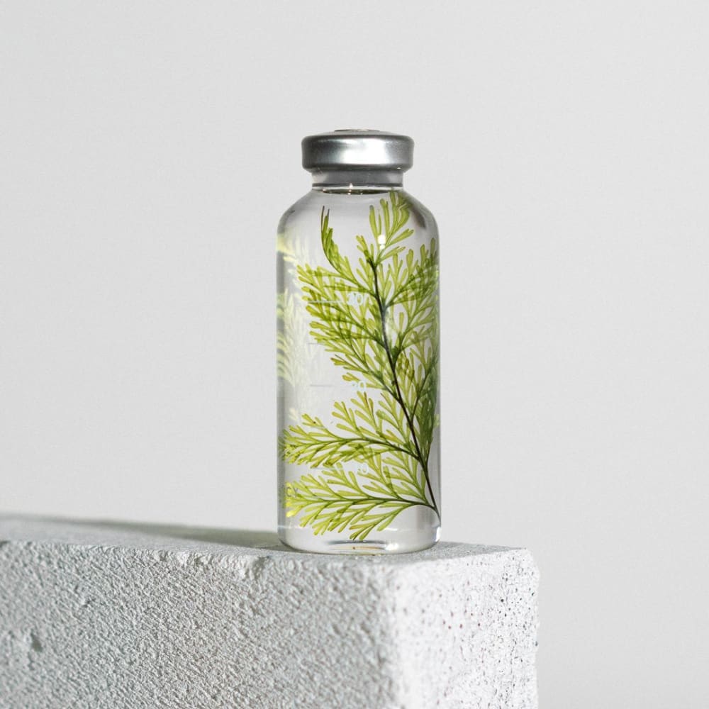 Bottle Plant - Tabaria fern - SPS_021