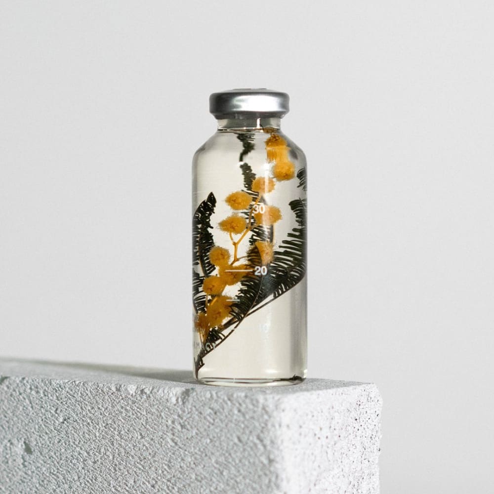 Bottle Plant - Acacia dealbata - SPS_020