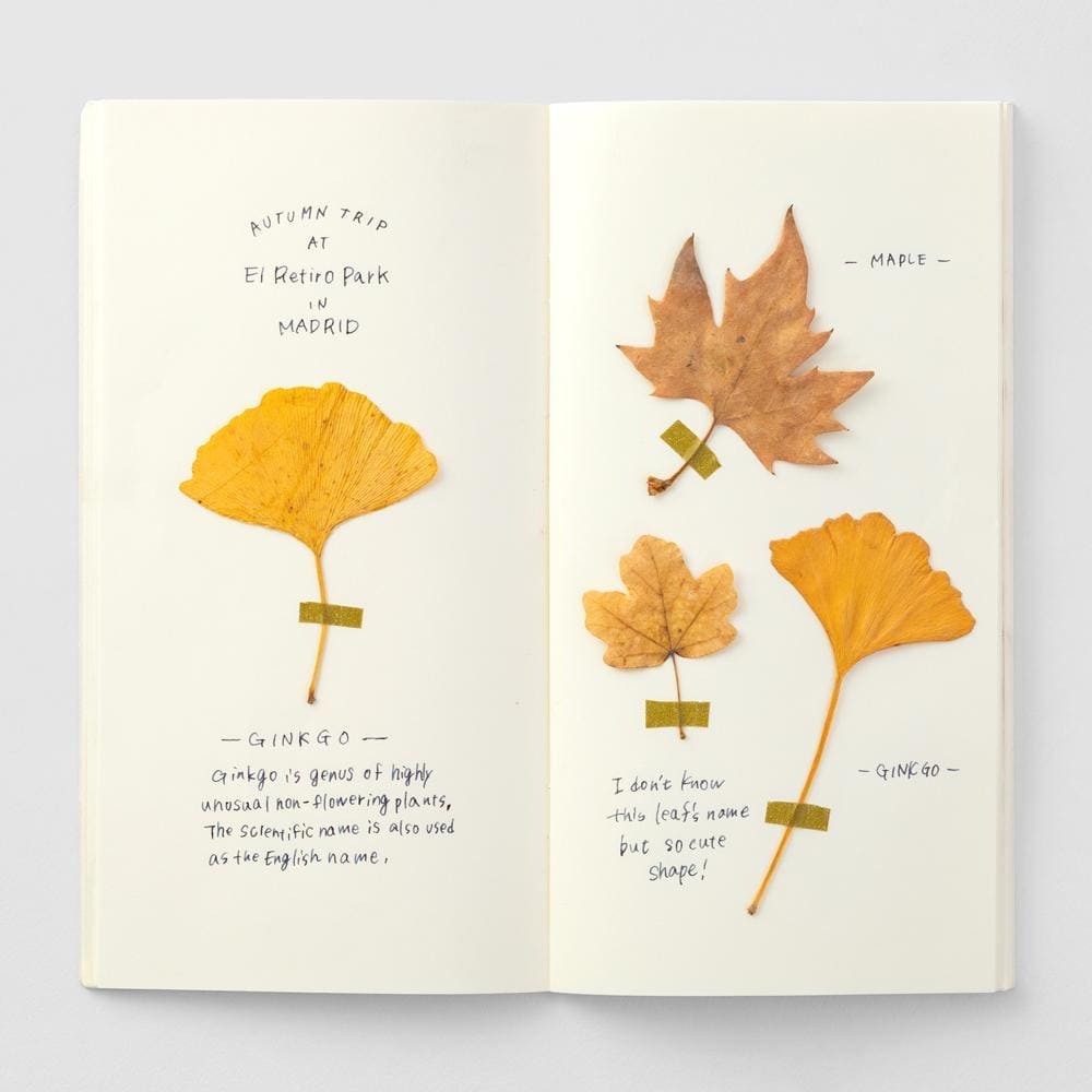 TRAVELER’S notebook Refill MD Paper Cream - Paper Refill